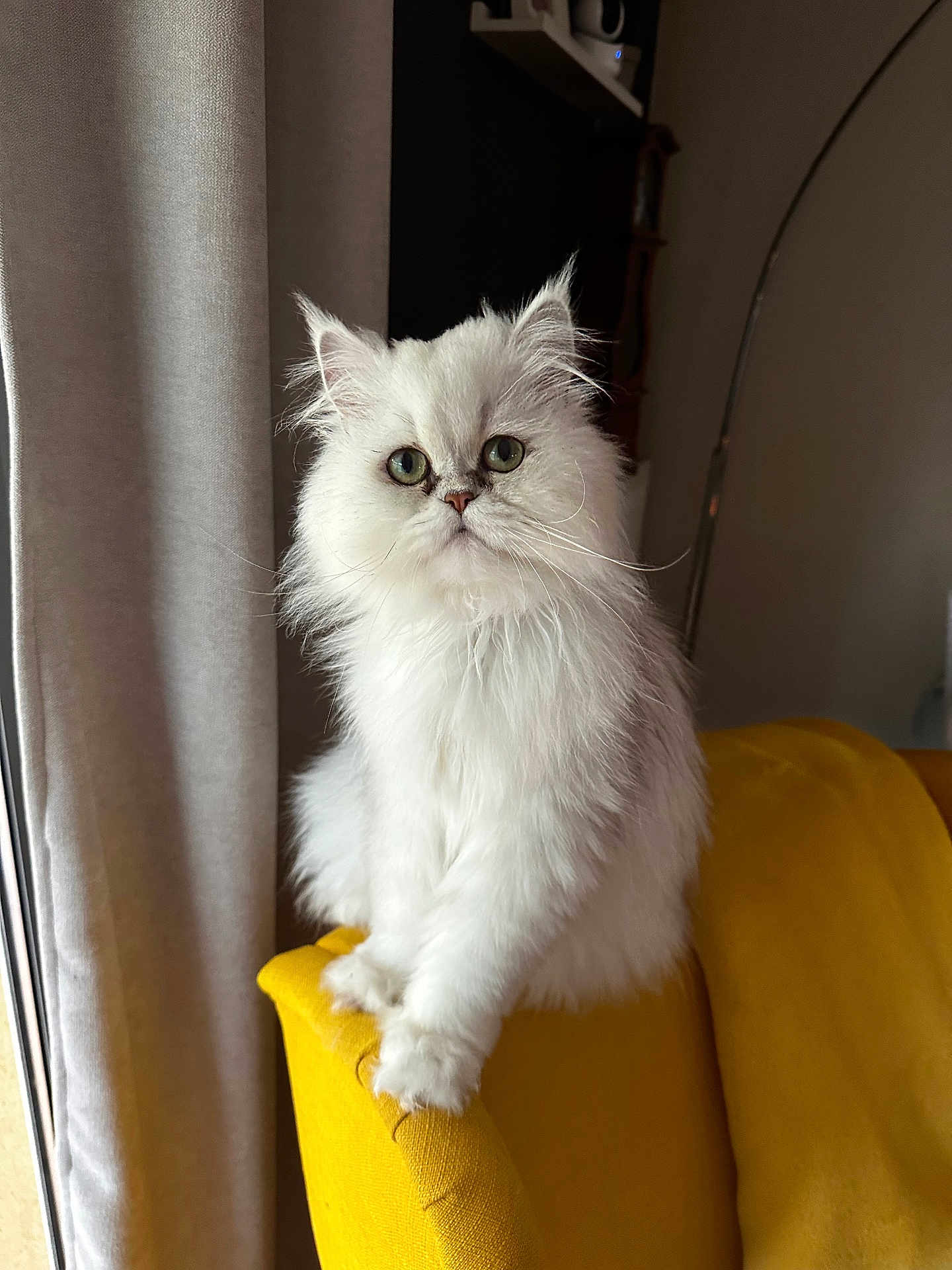 Scharles participe au concours pour gagner de l'argent avec cette photo : cat, white_cat, fluffy, green_eyes, pet, indoor, chair, yellow_chair, furniture, curtain, window, looking, cute, animal, domestic_animal, portrait, soft_light, whiskers, fur, relaxed