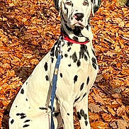 Snowbell a rejoint le concours — aidez-le/la à gagner de superbes lots ! dalmatian, dog, animal, pet, autumn, leaves, outdoor, nature, sitting, collar, leash, spot, white, black, portrait, sunlight, fall, forest, tree, calm