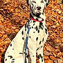 dalmatian, dog, animal, pet, autumn, leaves, outdoor, nature, sitting, collar, leash, spot, white, black, portrait, sunlight, fall, forest, tree, calm
