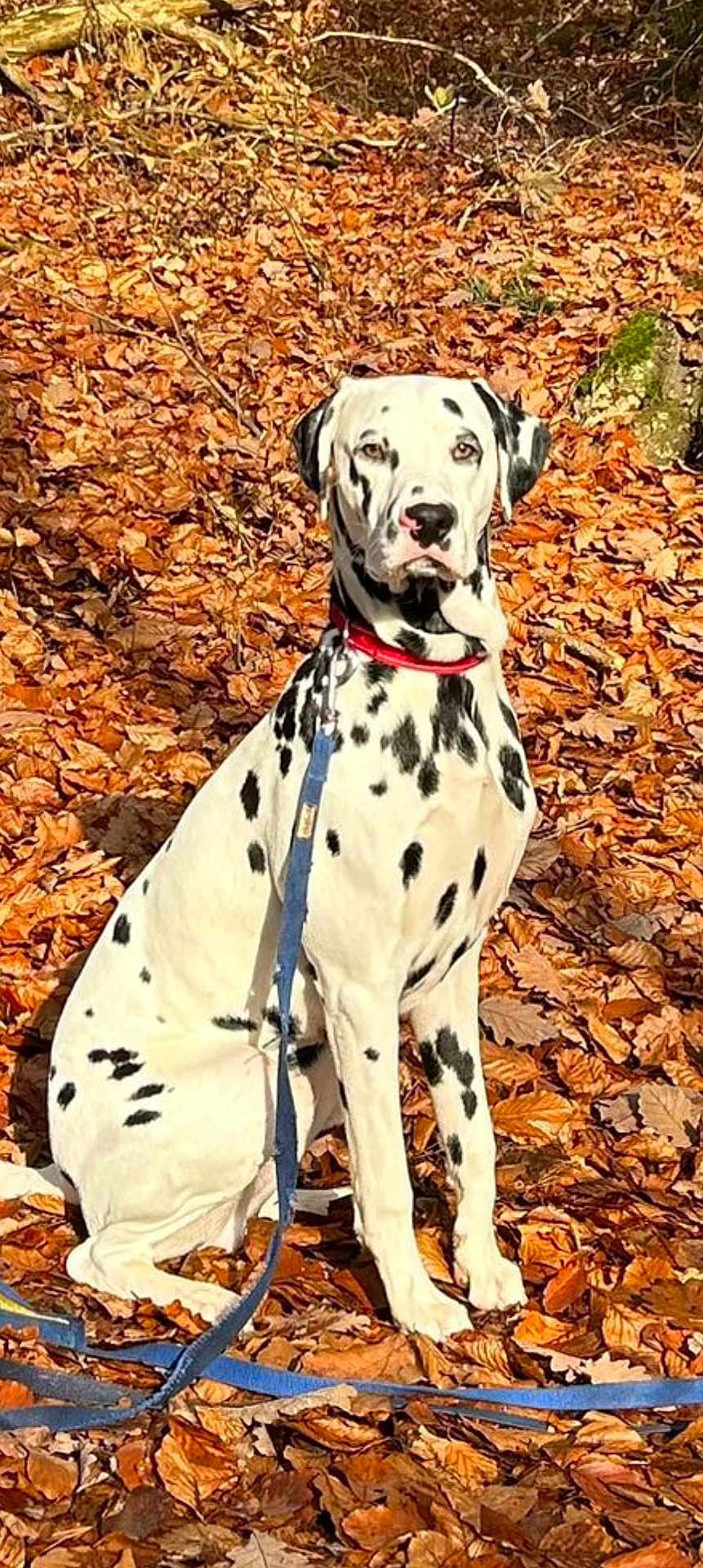 Snowbell a rejoint le concours — aidez-le/la à gagner de superbes lots ! dalmatian, dog, animal, pet, autumn, leaves, outdoor, nature, sitting, collar, leash, spot, white, black, portrait, sunlight, fall, forest, tree, calm