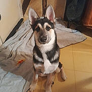 Loki a rejoint le concours — aidez-le/la à gagner de superbes lots ! dog, puppy, indoor, floor, blanket, ears, pet, animal, cute, sitting, young, fur, attention, tile_floor, household, domestic, companion, canine, looking, front_view