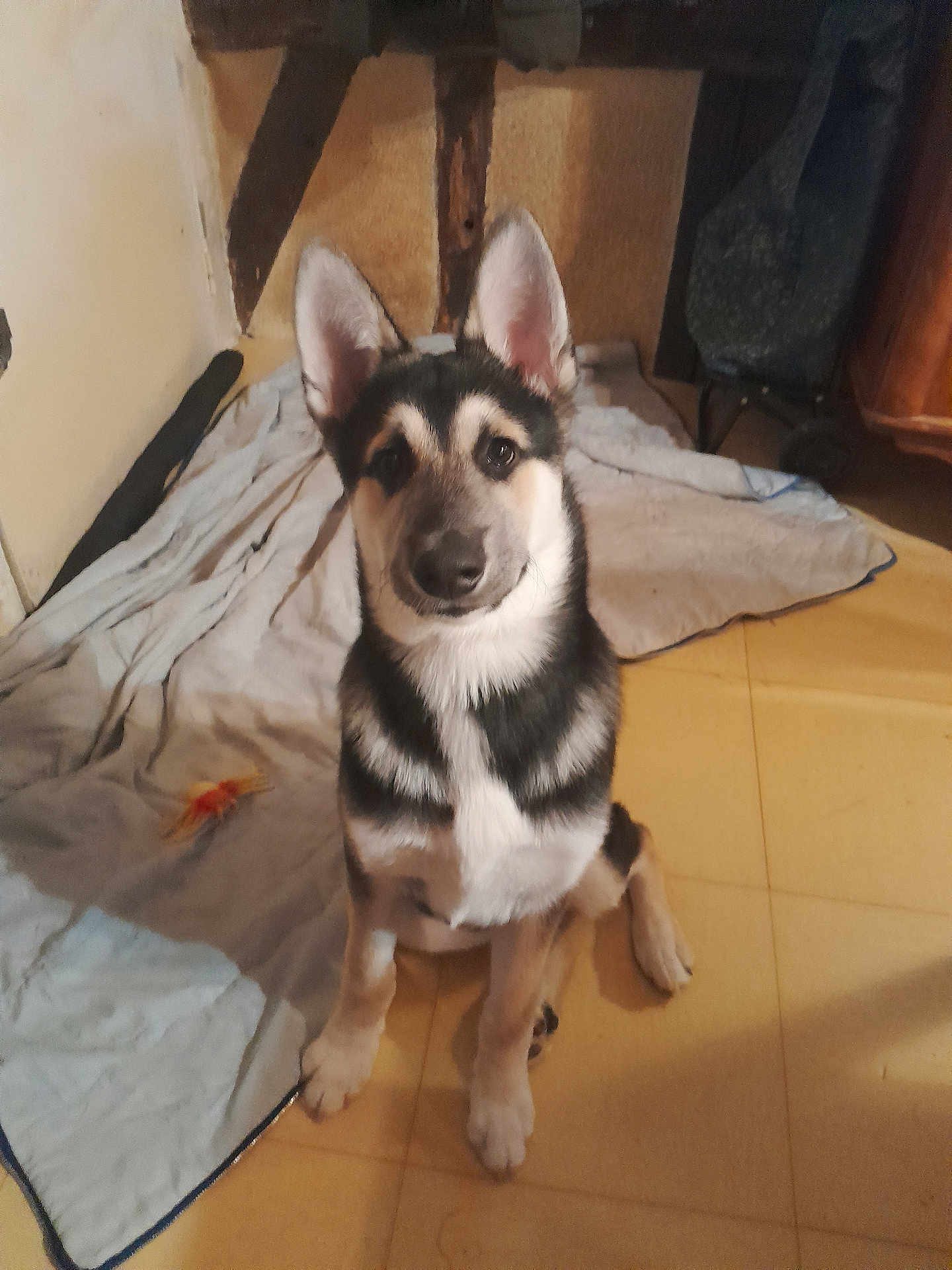 Loki
