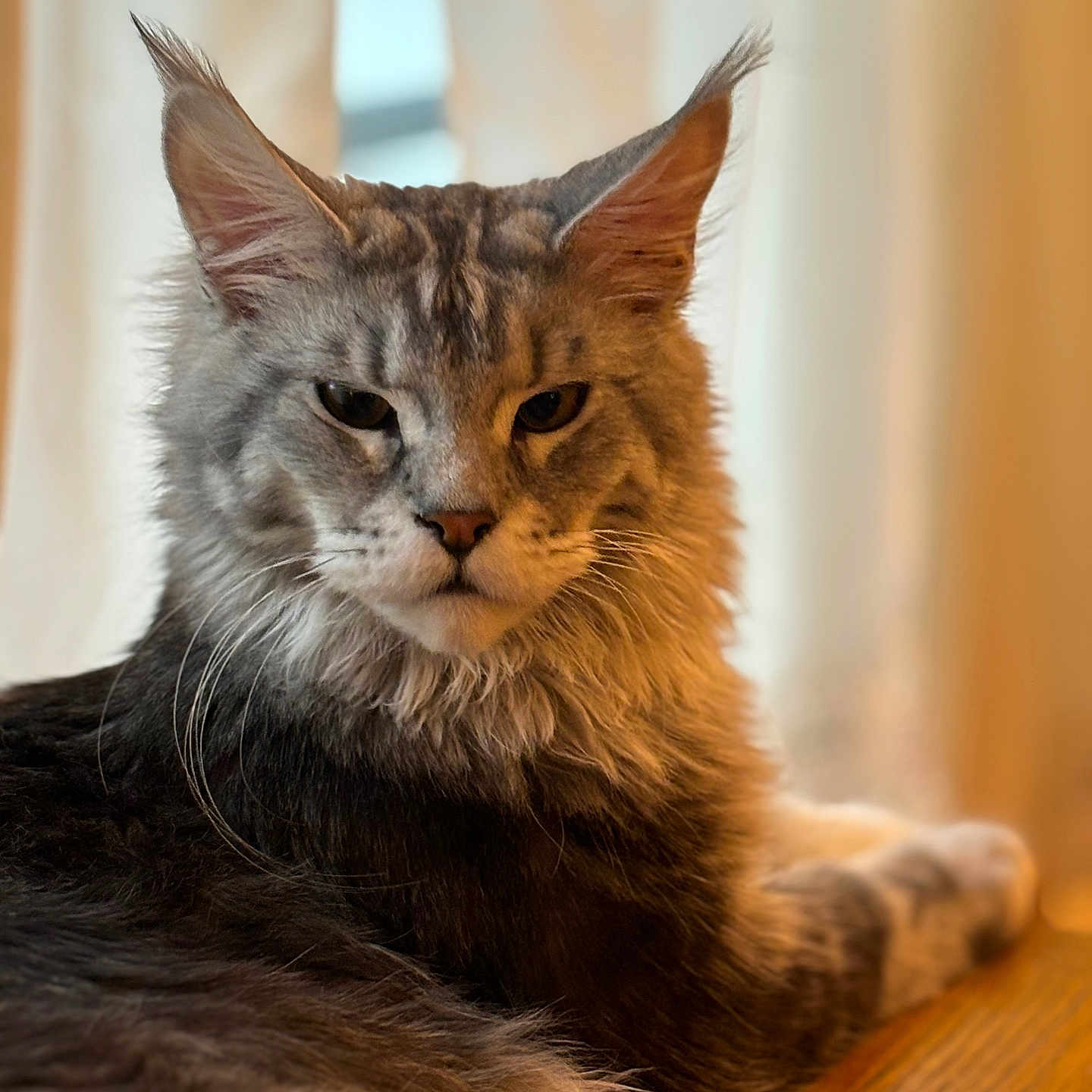 Dorian Gray is registered to the contest to win money with this photo: animal, background_blur, cat, close_up, cute, domestic_cat, ears, feline, fur, indoor, long_hair, maine_coon, muzzle, pet, portrait, relaxed, resting, soft_light, whiskers, wooden_surface