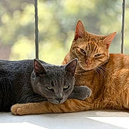 Juni And Birdie joined the competition — help win amazing prizes! cat, gray_cat, orange_cat, pets, animals, cozy, snuggling, windowsill, natural_light, indoor, feline, close_up, fur, relaxed, companionship, resting, cute, whiskers, ears, daylight