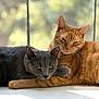 cat, gray_cat, orange_cat, pets, animals, cozy, snuggling, windowsill, natural_light, indoor, feline, close_up, fur, relaxed, companionship, resting, cute, whiskers, ears, daylight