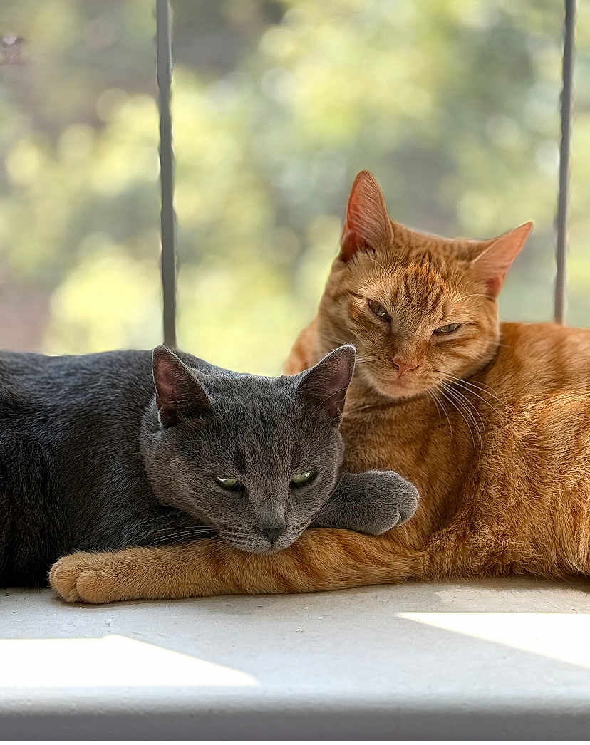 Juni And Birdie joined the competition — help win amazing prizes! cat, gray_cat, orange_cat, pets, animals, cozy, snuggling, windowsill, natural_light, indoor, feline, close_up, fur, relaxed, companionship, resting, cute, whiskers, ears, daylight