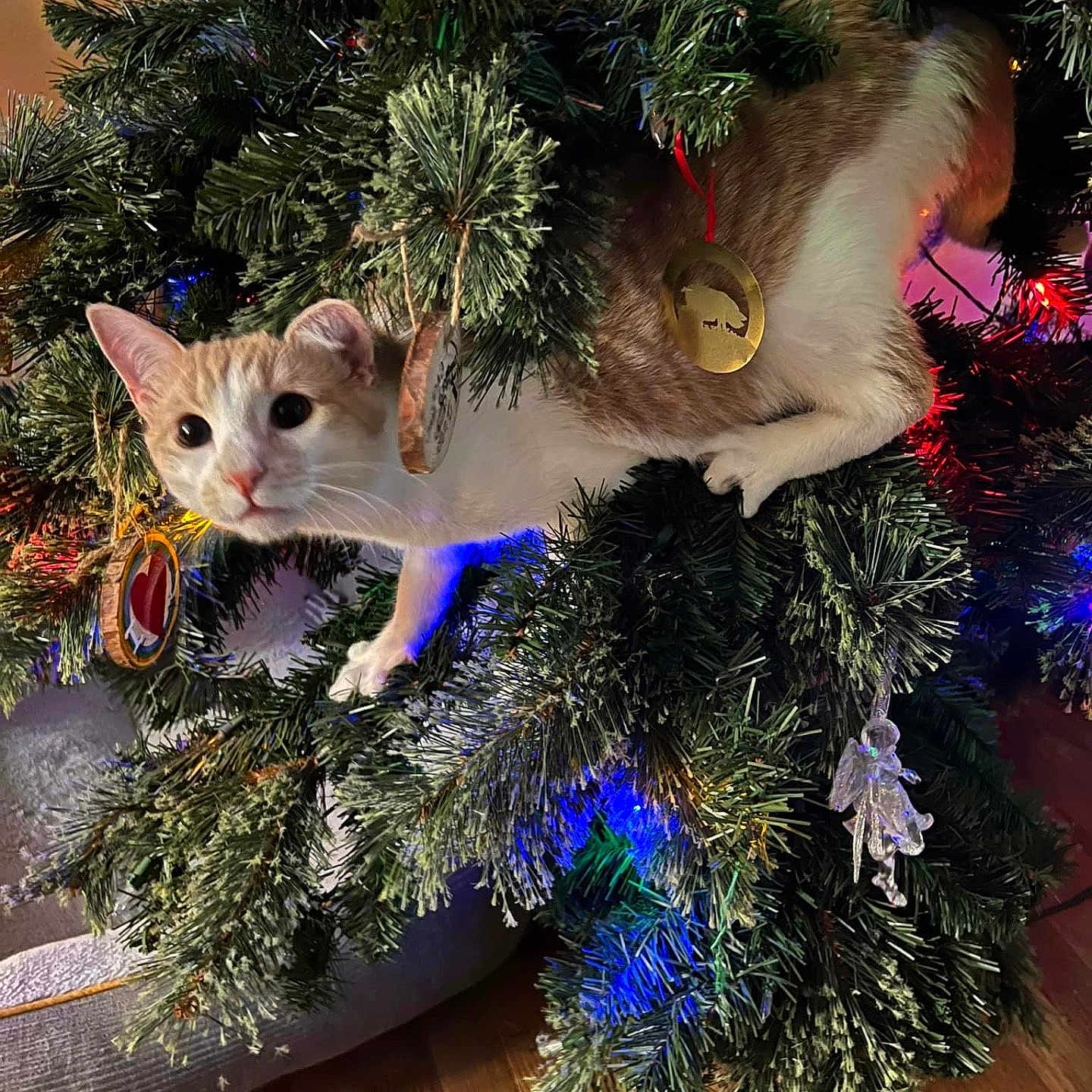 Tyrian joined the competition — help win amazing prizes! animal, canine, cat, christmas, christmasdecorations, christmastree, christmastreeornaments, festival, pet, rat, rodent