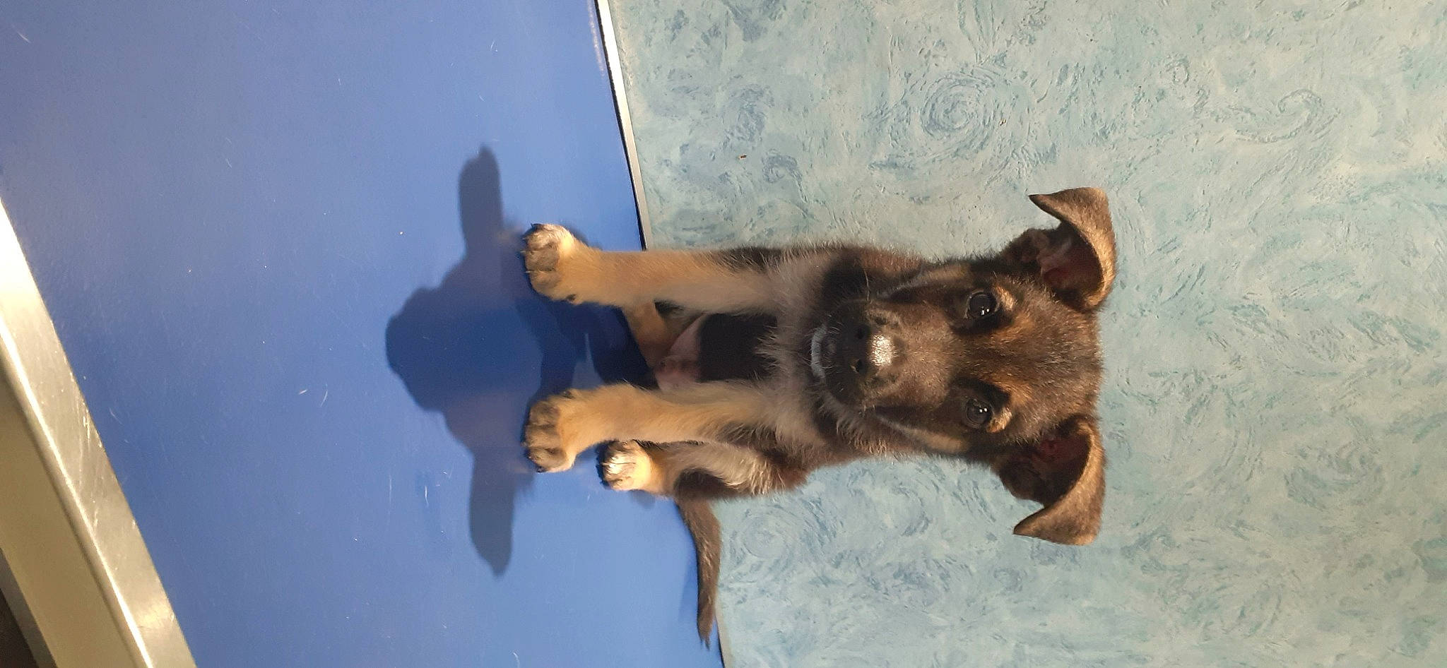 Imba participe au concours pour gagner de l'argent avec cette photo : canidae, carnivore, companion_dog, dog, dog_breed, electric_blue, fawn, fun, fur, german_shepherd_dog, gesture, guard_dog, jaw, paw, snout, sporting_group, tail, water, working_animal, working_dog