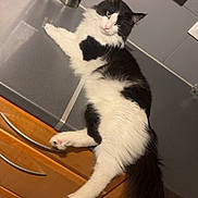 Turbo a rejoint le concours — aidez-le/la à gagner de superbes lots ! cat, black_and_white, fluffy, kitchen, countertop, domestic_animal, pet, feline, relaxed, lying_down, curious, indoor, wooden_cabinet, modern_kitchen, salt_shaker, pepper_shaker, tail, whiskers, ears, fur