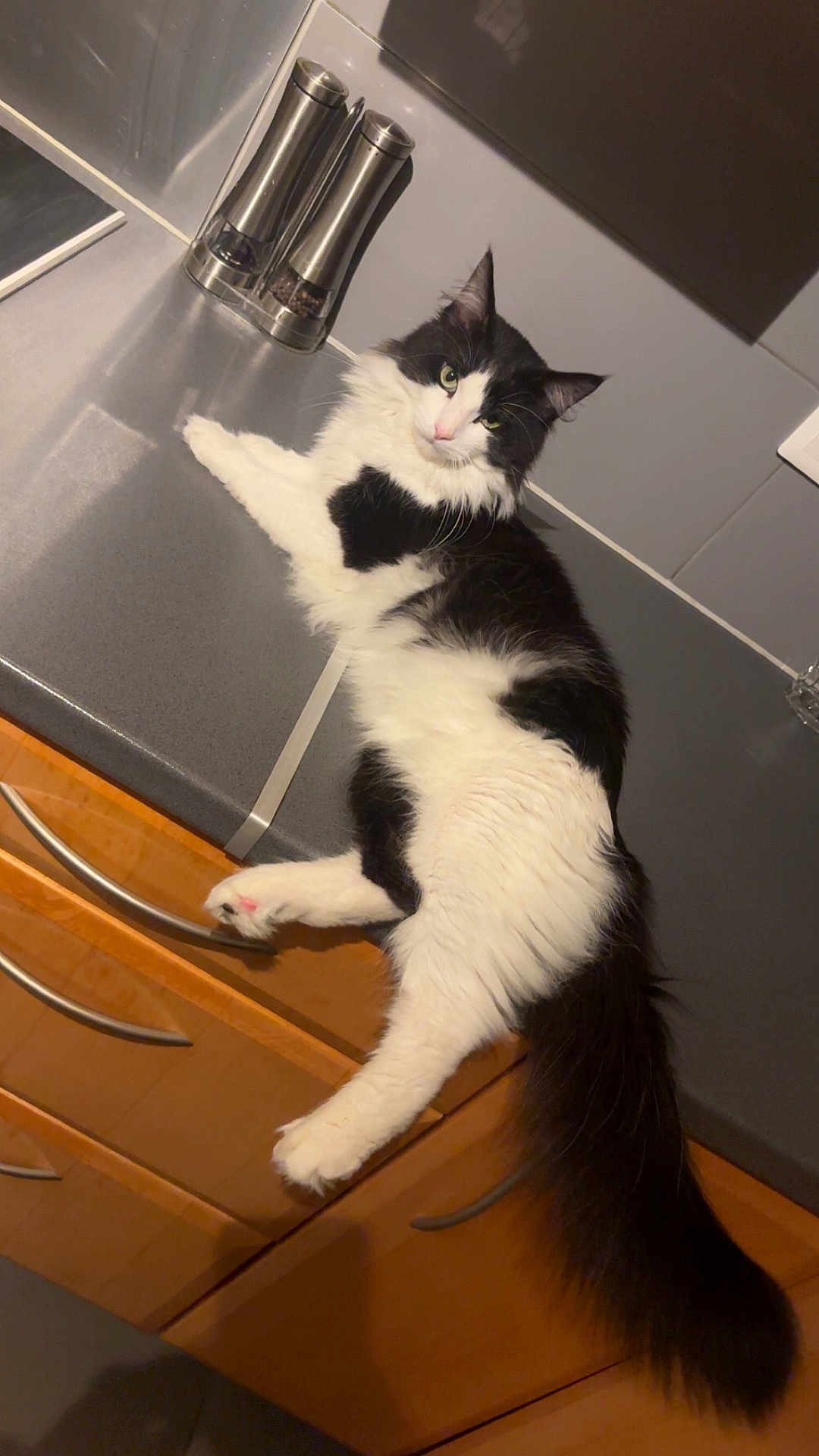 Turbo a rejoint le concours — aidez-le/la à gagner de superbes lots ! cat, black_and_white, fluffy, kitchen, countertop, domestic_animal, pet, feline, relaxed, lying_down, curious, indoor, wooden_cabinet, modern_kitchen, salt_shaker, pepper_shaker, tail, whiskers, ears, fur