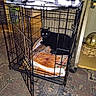 black_cat, cat, crate, metal_crate, blanket, plaid_blanket, orange_blanket, indoor, rug, patterned_rug, vintage, glowing_eyes, pet, animal, resting, open_door, decor, ornamental_globe, shelf, floor