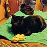 cat, black_cat, plush_toy, quilt, bed, indoor, furniture, television, fan, photograph, wooden_cabinet, room, pet, animal, cozy, resting, domestic, fur, looking, background