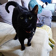 Thalya a rejoint le concours — aidez-le/la à gagner de superbes lots ! black_cat, cat, pet, indoor, blanket, couch, living_room, furniture, curious, whiskers, tail, collar, domestic_animal, feline, eyes, soft_texture, cozy, home, animal, mammal