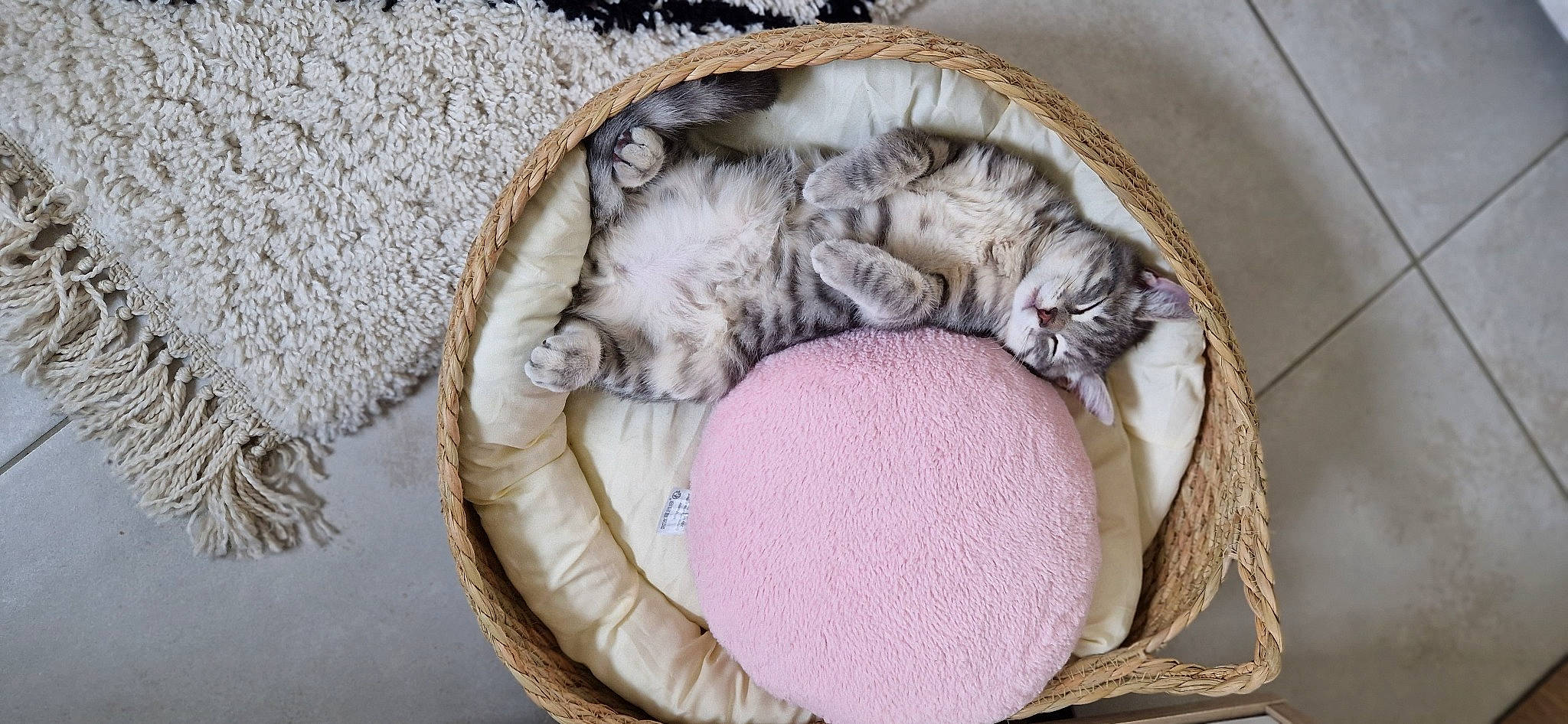 Edouard participe au concours pour gagner de l'argent avec cette photo : basket, carnivore, cat, cat_bed, cat_supply, comfort, dog_bed, domestic_short_haired_cat, felidae, fur, linens, nap, pattern, small_to_medium_sized_cats, terrestrial_animal, textile, thread, whiskers, wool, woolen