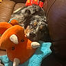 dog, sleeping, brown_leather_couch, plush_toy, orange_toy, blue_toy, indoor, pet, resting, fur, cozy, comfortable, toy, animal, canine, napping, home, relaxing, stuffed_animal, cute