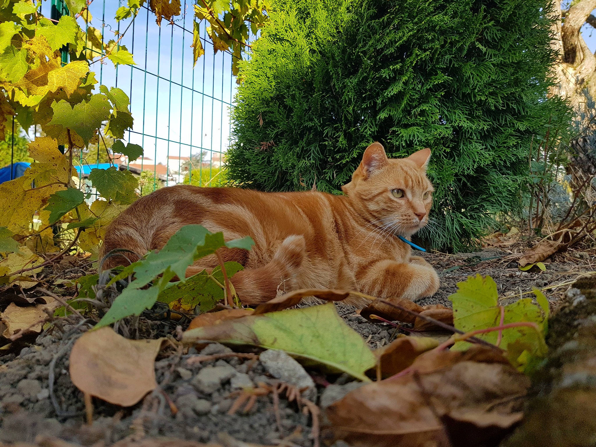 Lancelot a rejoint le concours — aidez-le/la à gagner de superbes lots ! carnivore, cat, cougar, domestic_short_haired_cat, european_shorthair, fawn, felidae, grass, leaf, mammal, organism, plant, small_to_medium_sized_cats, tabby_cat, tree, whiskers, wild_cat, wildlife