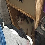 Fly a rejoint le concours — aidez-le/la à gagner de superbes lots ! animal, cabinet, canine, cat, closet, clothing, cupboard, dog, drawer, furniture, husky, jeans, kitten, laundry, pants, person, pet, plywood, siamese, wood