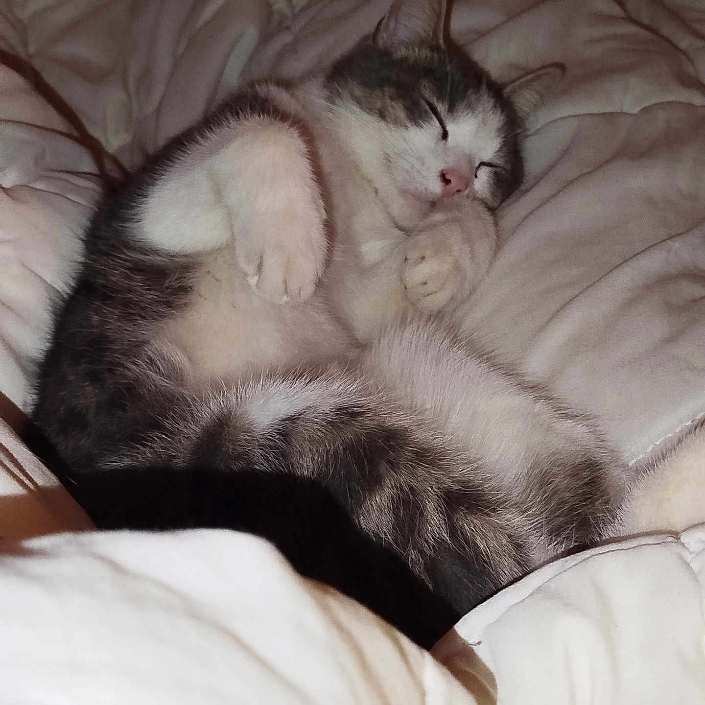 Fly a rejoint le concours — aidez-le/la à gagner de superbes lots ! abyssinian, animal, bed, bedroom, blanket, cat, couch, furniture, homedecor, indoors, kitten, linen, manx, person, pet, quilt, room, siamese, sleeping