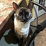 Luna is registered to the contest to win money with this photo: cat, siamese_cat, blue_eyes, indoor, kitchen, chair, granite_countertop, tile_floor, curious, pet, animal, feline, sitting, domestic, home_interior, furniture, black_and_white_fur, close_up, portrait, looking_at_camera