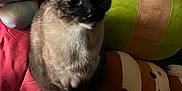 Luna is registered to the contest to win money with this photo: cat, siamese_cat, plush_toy, blanket, wooden_block, hula_hoop, indoor, pet, cozy, soft_texture, colorful, furniture, animal, cute, curious, sitting, close_up, toy, resting, domestic