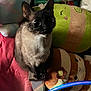 cat, siamese_cat, plush_toy, blanket, wooden_block, hula_hoop, indoor, pet, cozy, soft_texture, colorful, furniture, animal, cute, curious, sitting, close_up, toy, resting, domestic