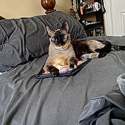 Luna is registered to the contest to win money with this photo: cat, siamese_cat, bed, tablet, gray_bedspread, indoor, furniture, wooden_bedpost, shelf, mug, guitar, relaxed, pet, animal, curious, paw, electronics, tablet_case, room, cozy