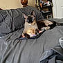 cat, siamese_cat, bed, tablet, gray_bedspread, indoor, furniture, wooden_bedpost, shelf, mug, guitar, relaxed, pet, animal, curious, paw, electronics, tablet_case, room, cozy