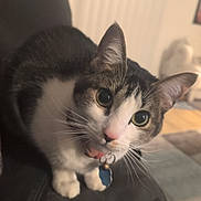 Sophia is registered to the contest to win money with this photo: animal_portrait, black_and_white_fur, blurred_background, cat, close_up, collar, curious, cute, domestic_animal, feline, furniture, indoor, living_room, pet, pink_nose, sitting, soft_light, tag, whiskers, wide_eyes