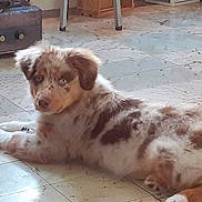 Romeo a rejoint le concours — aidez-le/la à gagner de superbes lots ! puppy, dog, lying_down, blue_eyes, spotted_fur, indoor, tile_floor, home, furniture, cabinet, stove, curious, pet, animal, mammal, cute, young, fur, ears, looking