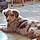 Romeo