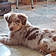 Romeo
