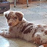 puppy, dog, lying_down, blue_eyes, spotted_fur, indoor, tile_floor, home, furniture, cabinet, stove, curious, pet, animal, mammal, cute, young, fur, ears, looking