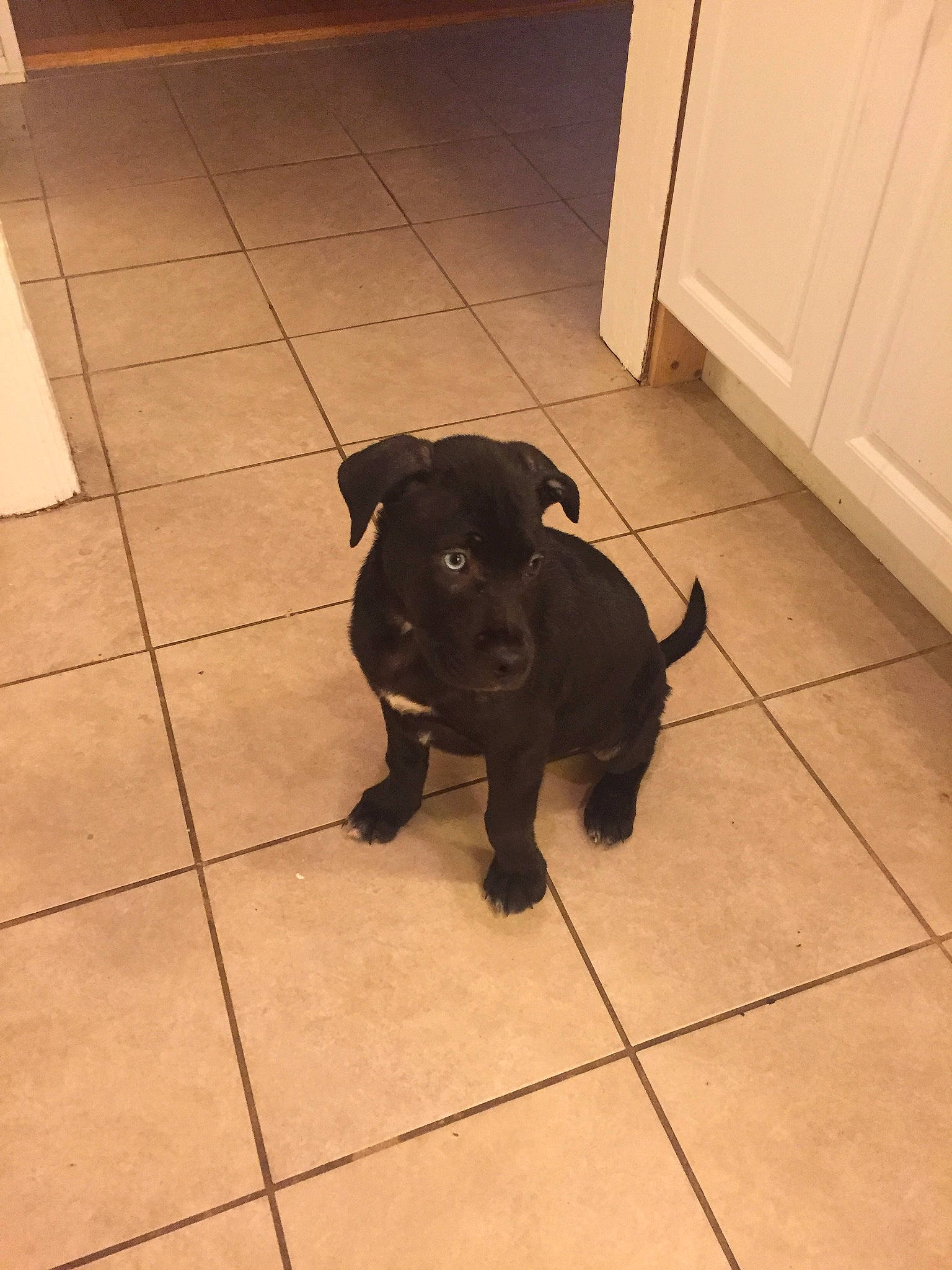 Apollo joined the competition — help win amazing prizes! borador, carnivore, companion_dog, dog, dog_breed, door, floor, flooring, fur, guard_dog, hardwood, liver, retriever, shadow, tail, tile, tile_flooring, tints_and_shades, wood, working_animal