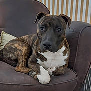 Alfa participe au concours pour gagner de l'argent avec cette photo : animal, armchair, brindle, brown, canine, carpet, companion, couch, cute, dog, domestic_animal, furniture, house, indoor, paw, pet, portrait, relaxed, seated, striped_wall