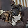 animal, armchair, brindle, brown, canine, carpet, companion, couch, cute, dog, domestic_animal, furniture, house, indoor, paw, pet, portrait, relaxed, seated, striped_wall