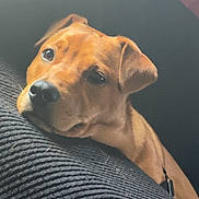 Maggie Mgill is registered to the contest to win money with this photo: animal, black_cushion, brown_fur, canine, close_up, collar, cushion, dog, ears, fur, home, indoor, looking, pet, portrait, relaxed, resting, snout, soft_light, texture