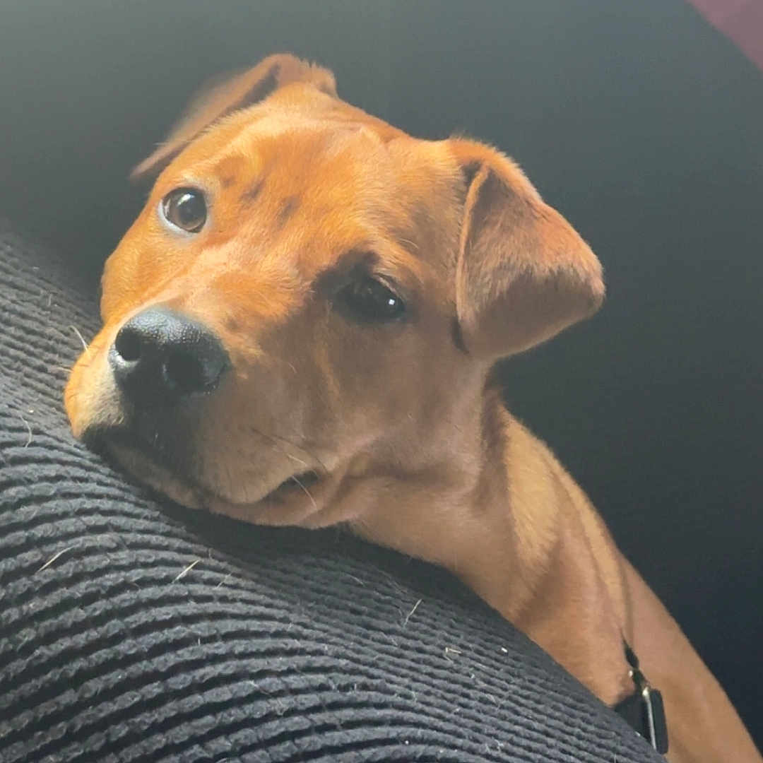 Maggie Mgill is registered to the contest to win money with this photo: animal, black_cushion, brown_fur, canine, close_up, collar, cushion, dog, ears, fur, home, indoor, looking, pet, portrait, relaxed, resting, snout, soft_light, texture