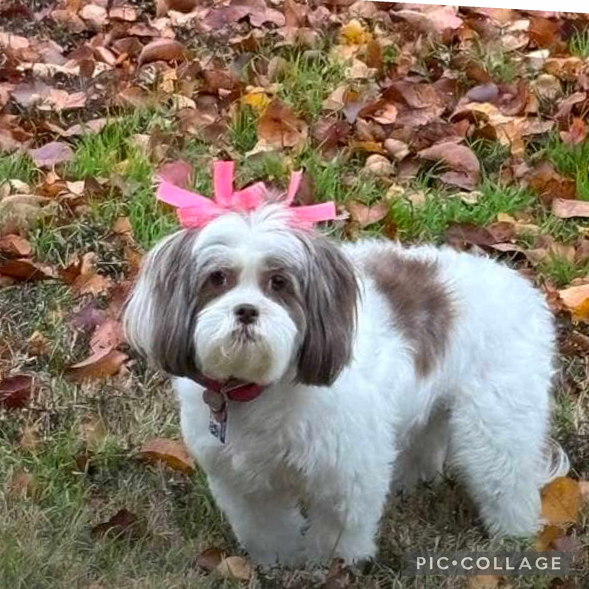 Coco is registered to the contest to win money with this photo: dog, bow, grass, autumn, leaves, outdoor, pet, white, brown, cute, fluffy, collar, animal, nature, fall, park, small_dog, fur, canine, portrait