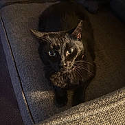 Bowser is registered to the contest to win money with this photo: animal, black_cat, cat, couch, cozy, cute, domestic_animal, eyes, feline, fur, furniture, gray, home, indoor, looking_up, mammal, pet, relaxed, sitting, whiskers