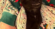 Vader is registered to the contest to win money with this photo: adorable, animal, black_cat, blanket, cat, close_up, cozy, crochet, cuddling, eyes_closed, festive, indoor, kitten, pajamas, person, pet, portrait, relaxed, sitting, smiling