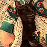 adorable, animal, black_cat, blanket, cat, close_up, cozy, crochet, cuddling, eyes_closed, festive, indoor, kitten, pajamas, person, pet, portrait, relaxed, sitting, smiling