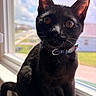Vader joined the competition — help win amazing prizes! animal, black_cat, cat, close_up, collar, daylight, ears, eyes, feline, fur, home, indoors, nose, outdoors, pet, photography, portrait, sitting, whiskers, window