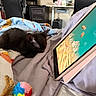 Vader is registered to the contest to win money with this photo: kitten, black_cat, sleeping, blanket, pom_pom_toy, tablet, virtual_aquarium, clownfish, bedroom, indoor, soft_texture, cozy, resting, technology, furniture, office_chair, desk, monitor, computer, relaxation