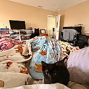 Vader joined the competition — help win amazing prizes! black_cat, bedroom, blanket, cat, ceiling_fan, clothing, computer_monitor, door, dresser, furniture, indoor, monitor, pet, pillow, sitting, television, warm_lighting, window, wooden_furniture, yellow_wall
