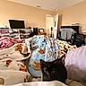 black_cat, bedroom, blanket, cat, ceiling_fan, clothing, computer_monitor, door, dresser, furniture, indoor, monitor, pet, pillow, sitting, television, warm_lighting, window, wooden_furniture, yellow_wall