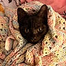 Vader is registered to the contest to win money with this photo: cat, kitten, black_cat, crocheted_blanket, pastel_colors, cozy, cute, pet, animal, indoor, soft_texture, warm_lighting, wrapped_up, snuggled, ears, face, whiskers, curious, relaxed, comfort