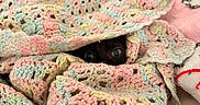 Vader joined the competition — help win amazing prizes! cat, black_cat, crocheted_blanket, pastel_colors, blanket, cozy, hiding, peeking, yarn, texture, soft, indoors, cute, pet, animal, eyes, curious, warm, fabric, resting