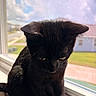 Vader is registered to the contest to win money with this photo: animal, black_cat, cat, closeup, dark_fur, daylight, ears, eyes, fur, home, indoors, outdoor_view, pet, portrait, screen, serious_expression, sitting, whiskers, window, windowsill