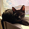 animal, black_cat, cat, cozy, ears, eyes, feline, fur, indoors, lounging, lying_down, outdoor_view, paws, pet, portrait, sunlight, tail, whiskers, window, windowsill