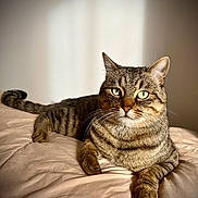 Moki participe au concours pour gagner de l'argent avec cette photo : cat, tabby, pet, animal, feline, green_eyes, whiskers, fur, relaxing, bed, blanket, indoor, cozy, soft_light, resting, close_up, portrait, cute, calm, domestic